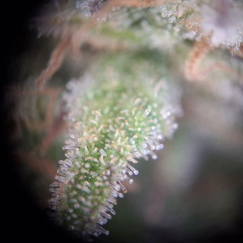 Hazelchens #2 growlog photo: Ernte 1. Pflanze