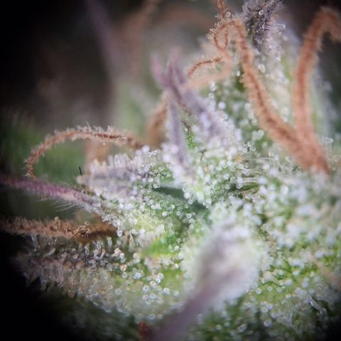 Hazelchens #2 growlog photo: Ernte 1. Pflanze