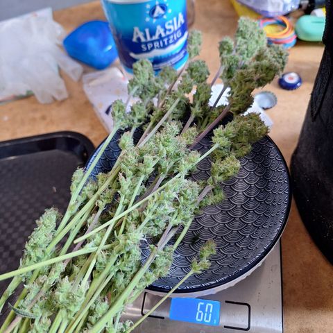 Hazelchens #2 growlog timeline photo