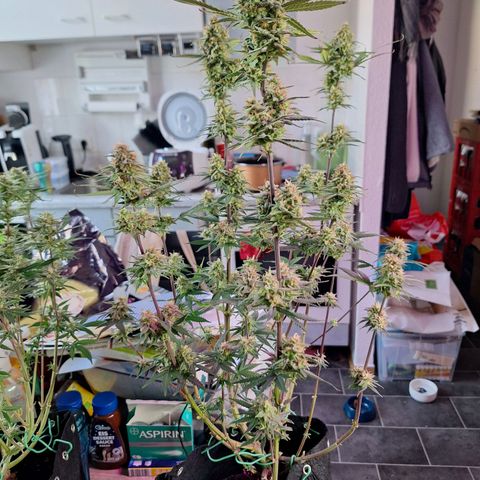 Hazelchens #2 growlog timeline photo
