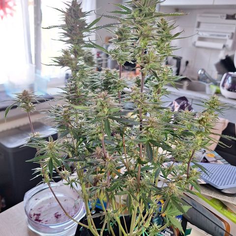 Hazelchens #2 growlog timeline photo