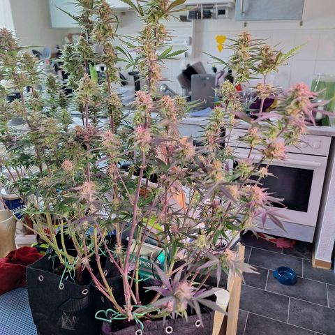 Hazelchens #2 growlog timeline photo