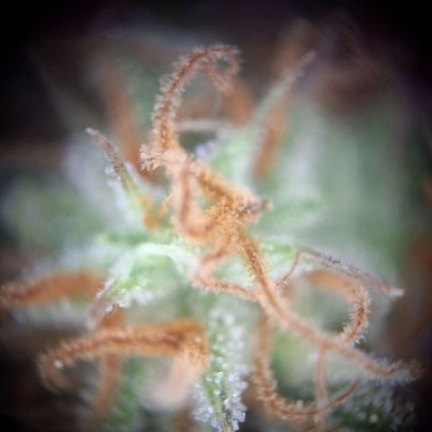 Hazelchens #2 growlog timeline photo