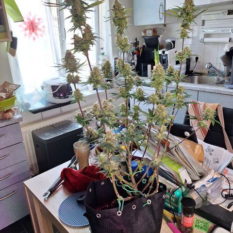Hazelchens #2 growlog timeline photo