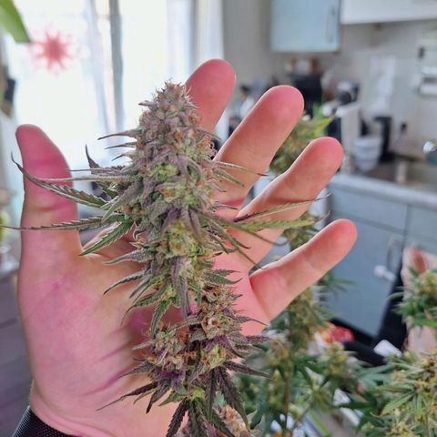 Hazelchens #2 growlog timeline photo