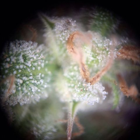Hazelchens #2 growlog timeline photo