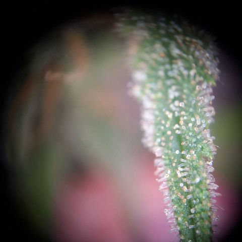 Hazelchens #2 growlog timeline photo