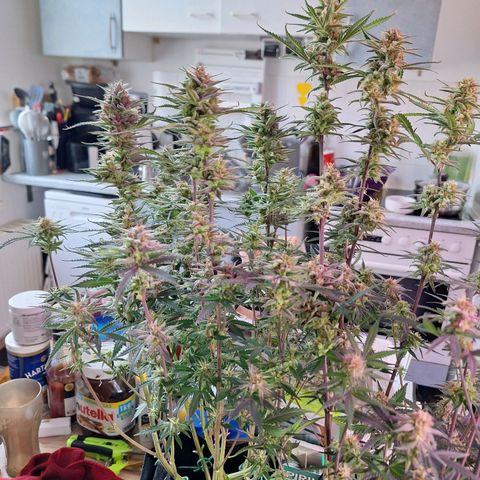 Hazelchens #2 growlog timeline photo