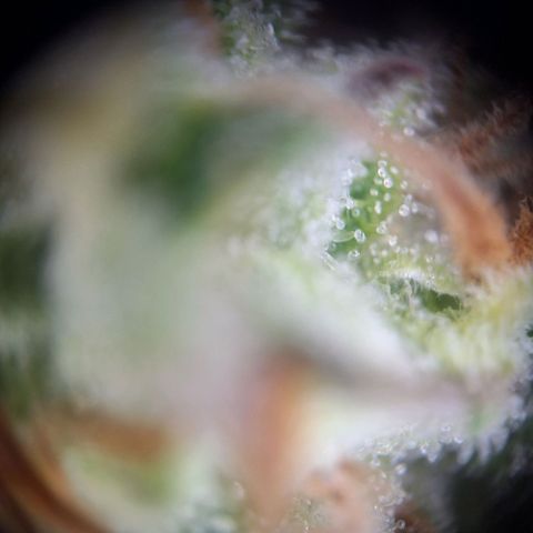 Hazelchens #2 growlog timeline photo