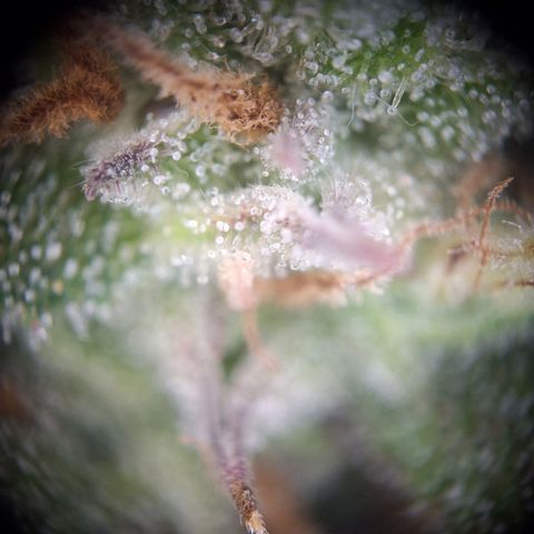 Hazelchens #2 growlog timeline photo