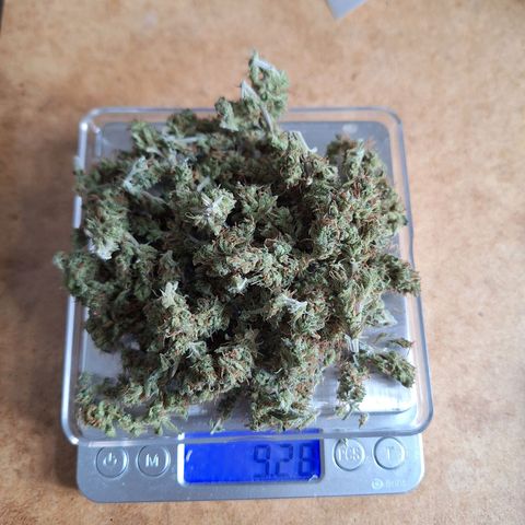 Hazelchens #2 growlog timeline photo
