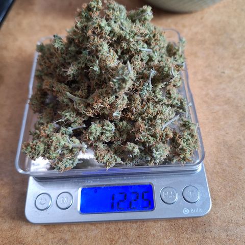 Hazelchens #2 growlog timeline photo