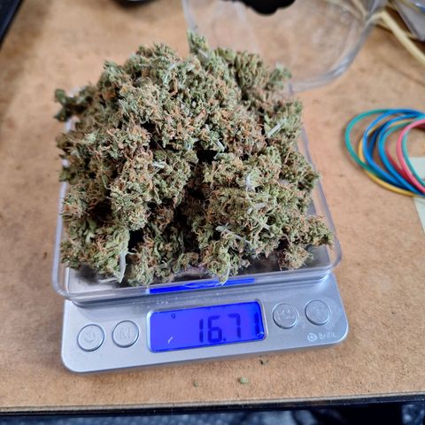 Hazelchens #2 growlog timeline photo