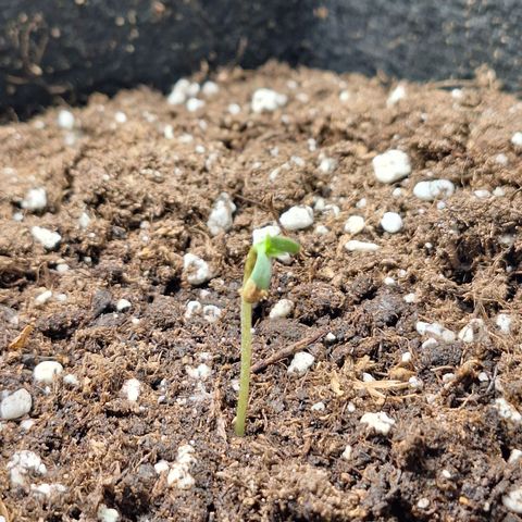 Orion F1 #1 growlog timeline photo