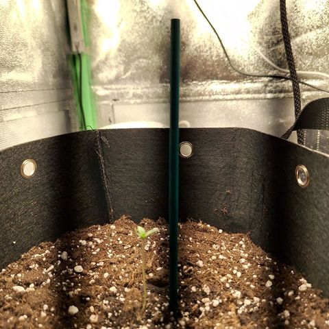 Orion F1 #1 growlog timeline photo