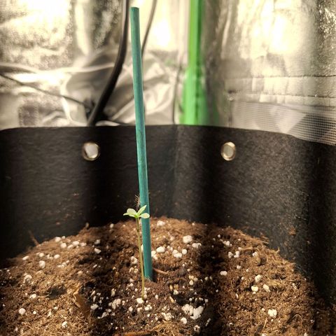 Orion F1 #1 growlog timeline photo