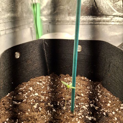 Orion F1 #1 growlog timeline photo