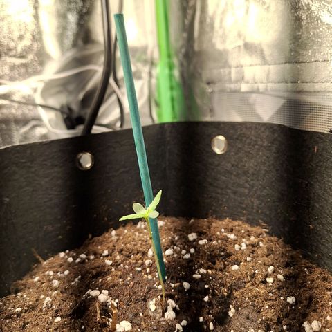Orion F1 #1 growlog timeline photo