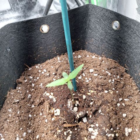 Orion F1 #1 growlog timeline photo