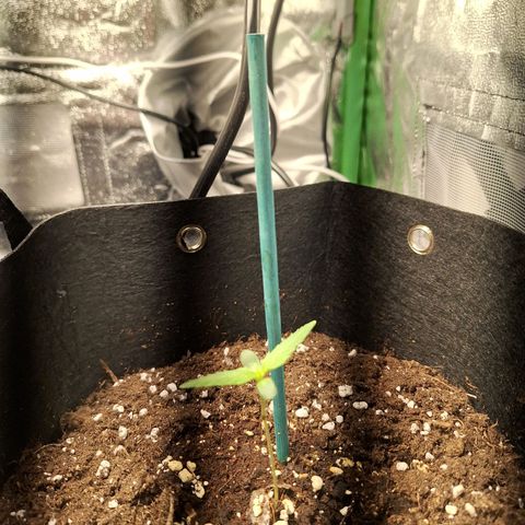 Orion F1 #1 growlog timeline photo