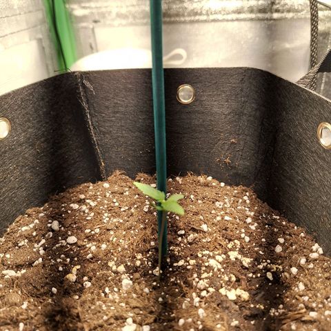 Orion F1 #1 growlog timeline photo