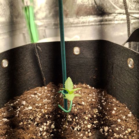 Orion F1 #1 growlog timeline photo
