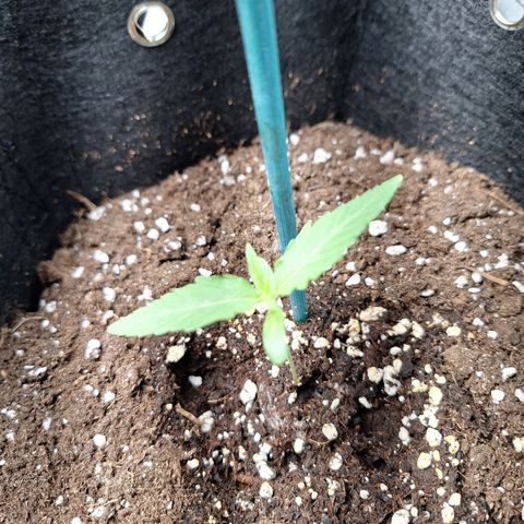 Orion F1 #1 growlog timeline photo