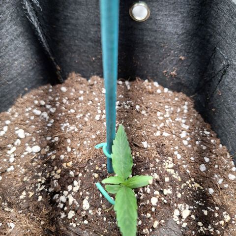 Orion F1 #1 growlog timeline photo