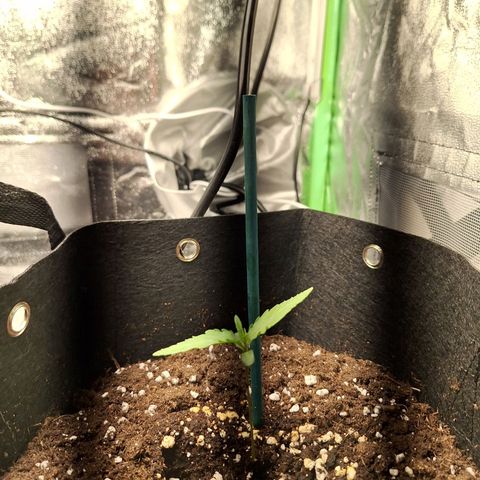 Orion F1 #1 growlog timeline photo