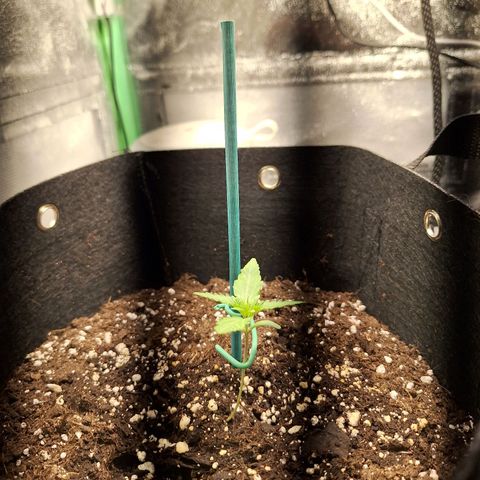 Orion F1 #1 growlog timeline photo