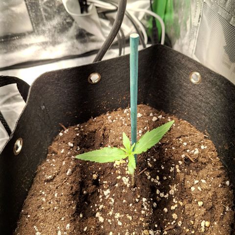 Orion F1 #1 growlog timeline photo