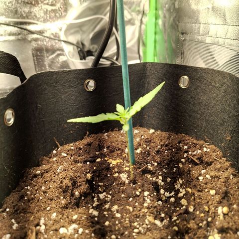 Orion F1 #1 growlog timeline photo