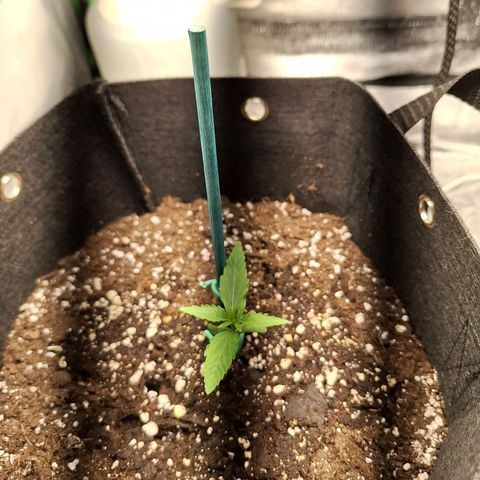 Orion F1 #1 growlog timeline photo