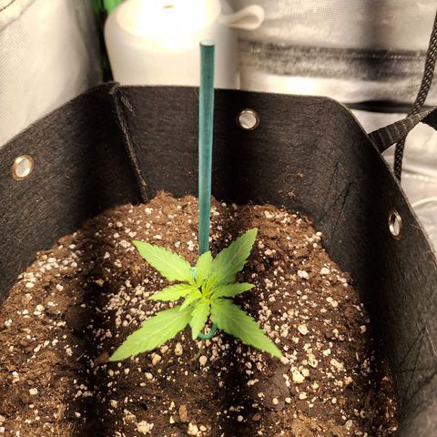 Orion F1 #1 growlog timeline photo
