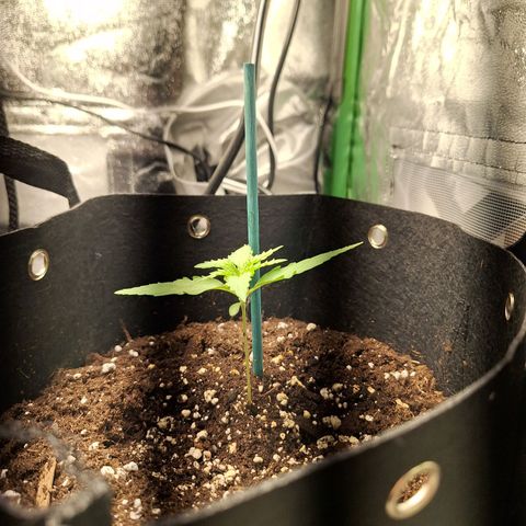 Orion F1 #1 growlog timeline photo