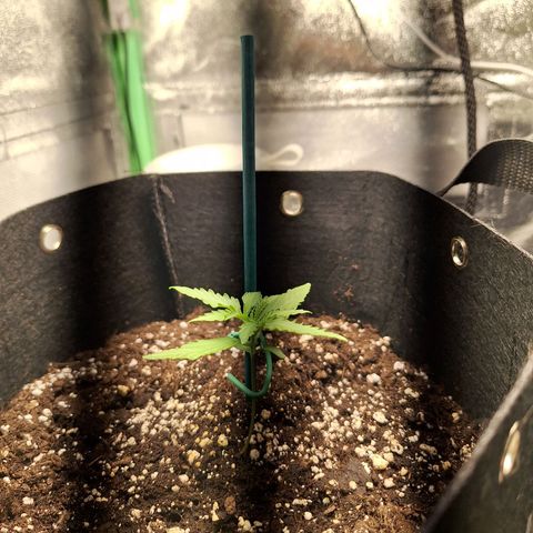Orion F1 #1 growlog timeline photo