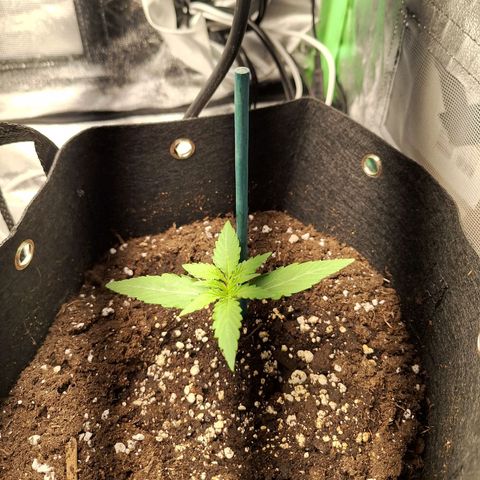 Orion F1 #1 growlog timeline photo