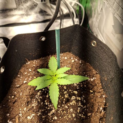 Orion F1 #1 growlog timeline photo