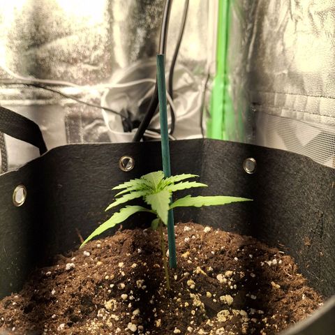 Orion F1 #1 growlog timeline photo