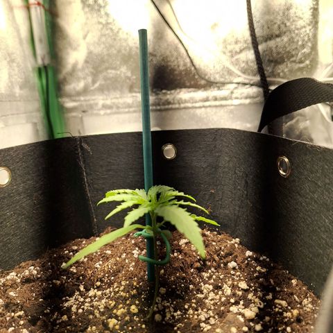 Orion F1 #1 growlog timeline photo