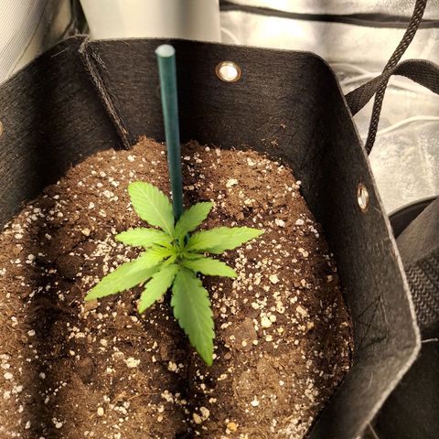 Orion F1 #1 growlog timeline photo