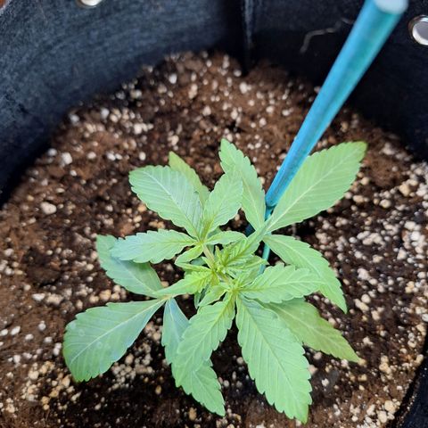 Orion F1 #1 growlog timeline photo