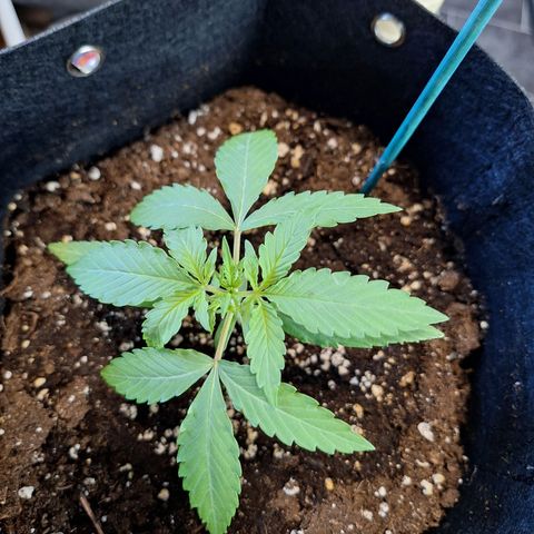 Orion F1 #1 growlog timeline photo
