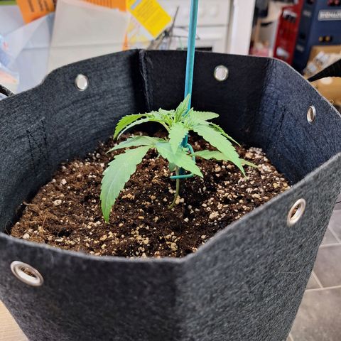 Orion F1 #1 growlog timeline photo