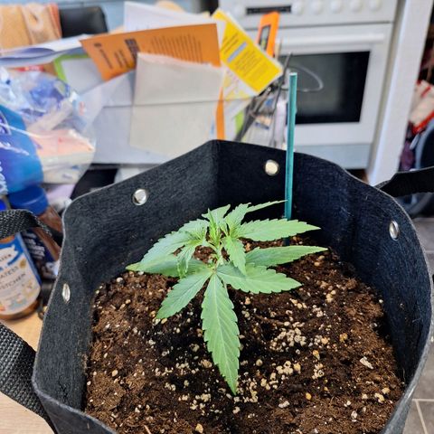Orion F1 #1 growlog timeline photo
