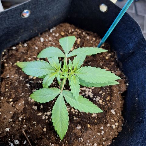 Orion F1 #1 growlog timeline photo