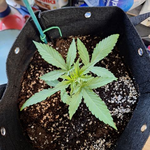 Orion F1 #1 growlog timeline photo