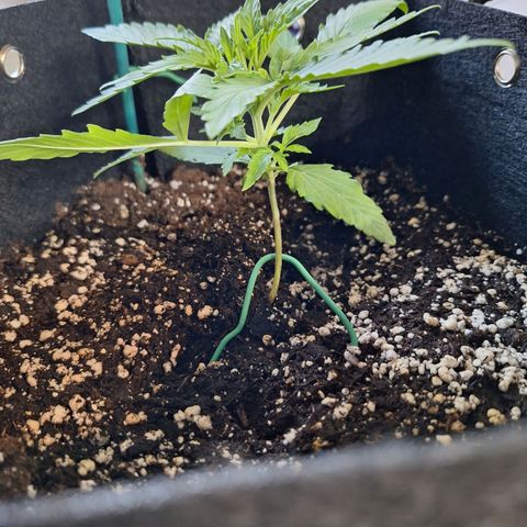 Orion F1 #1 growlog timeline photo