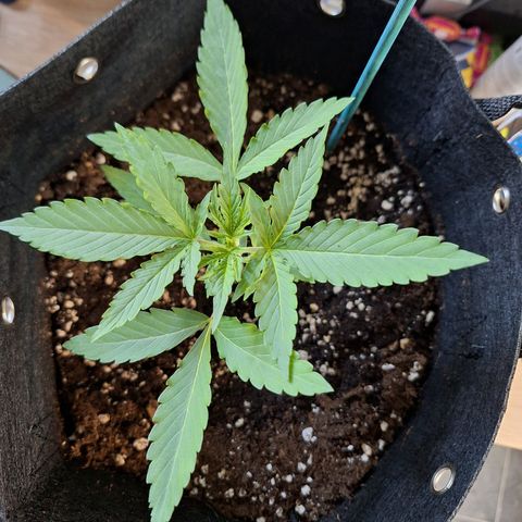 Orion F1 #1 growlog timeline photo