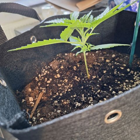 Orion F1 #1 growlog timeline photo